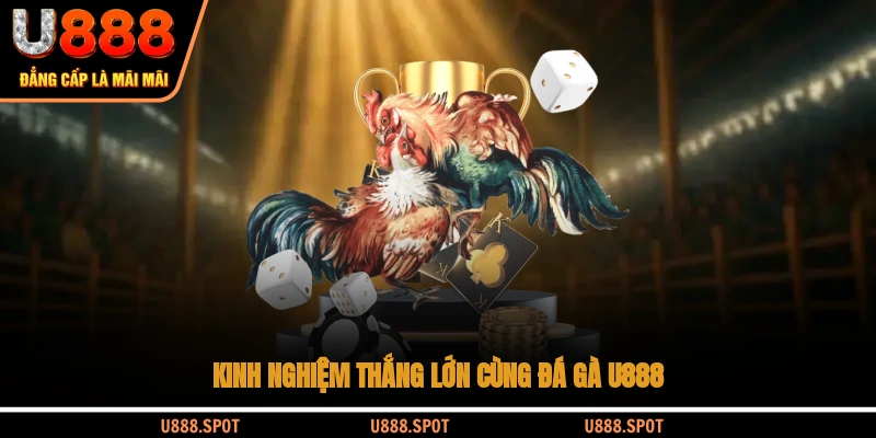 Kinh nghiệm thắng lớn cùng đá gà U888