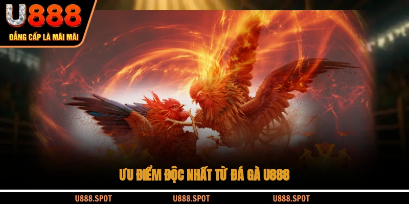 Ưu điểm độc nhất từ đá gà U888